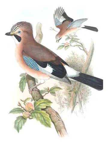 Volume III, plate 64 of Gould's The Birds of Great Britain: Eurasian Jay (Garrulus glandarius)