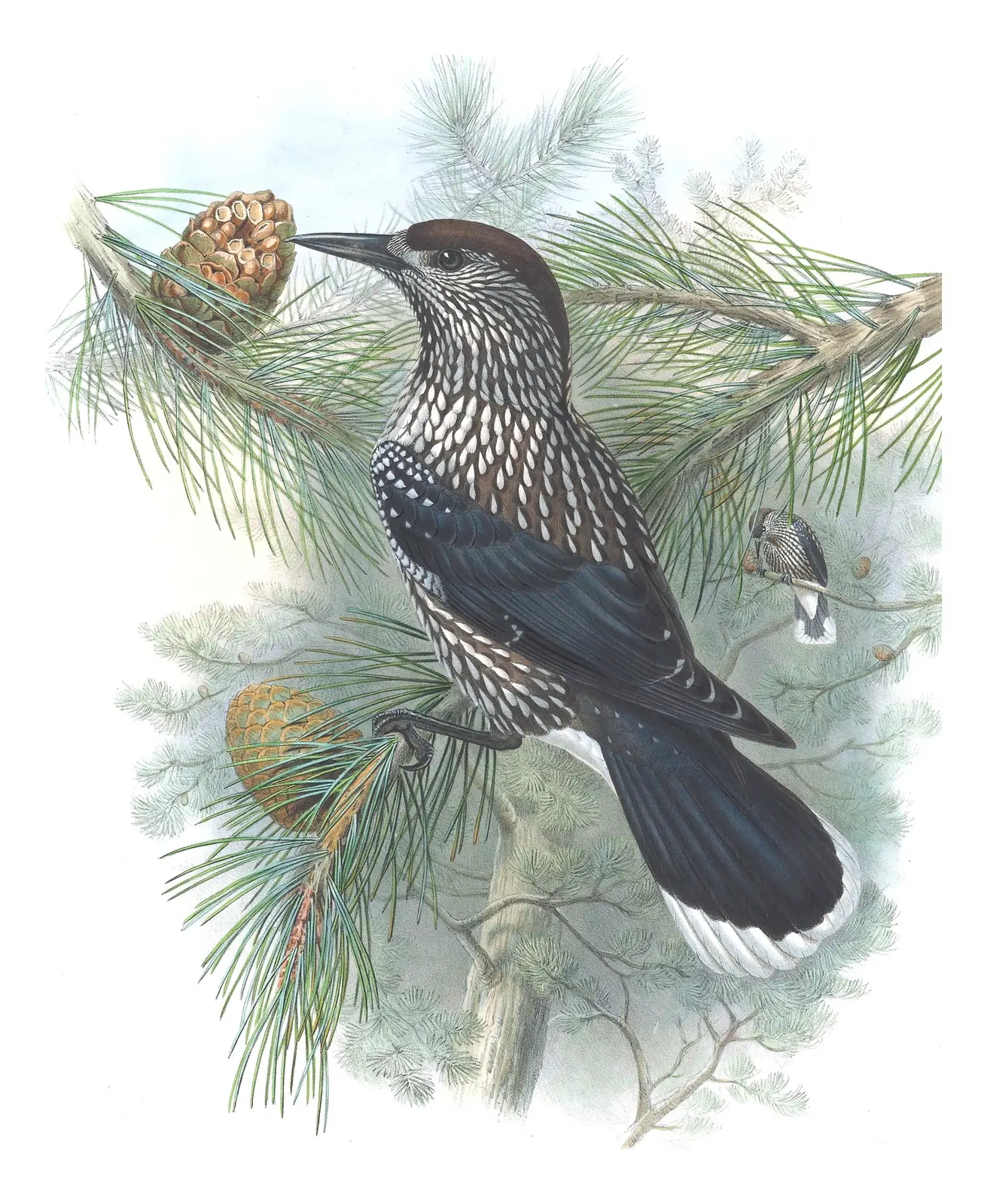 Volume III, plate 65 of Gould's The Birds of Great Britain: Northern Nutcracker (Nucifraga caryocatactes)