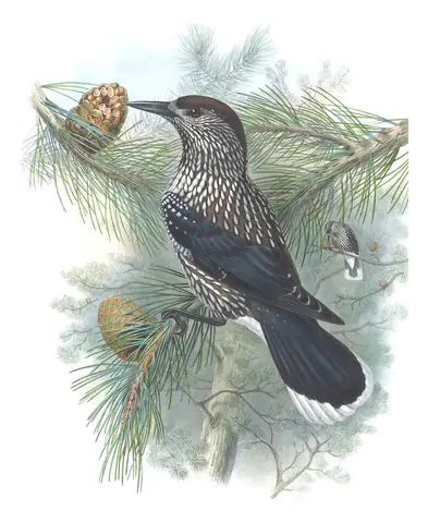 Volume III, plate 65 of Gould's The Birds of Great Britain: Northern Nutcracker (Nucifraga caryocatactes)