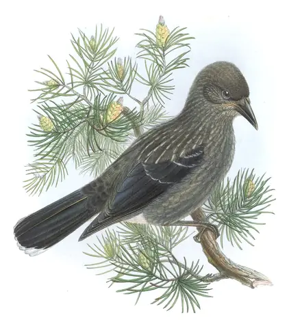 Volume III, plate 66 of Gould's The Birds of Great Britain: Northern Nutcracker (Nucifraga caryocatactes)