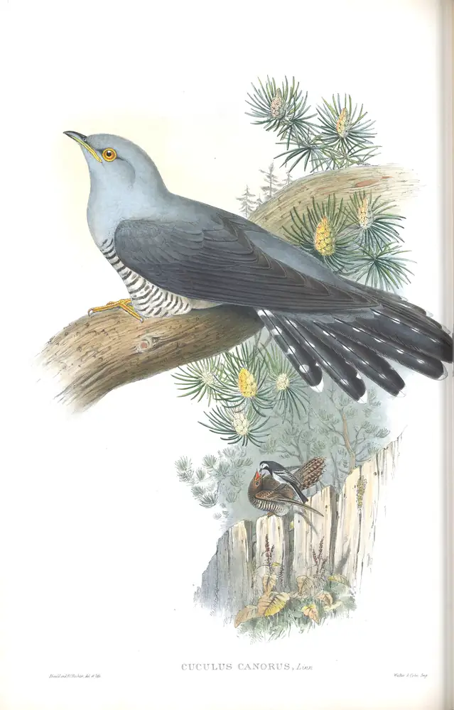 The whole sheet of volume III, plate 67, with its engraved caption