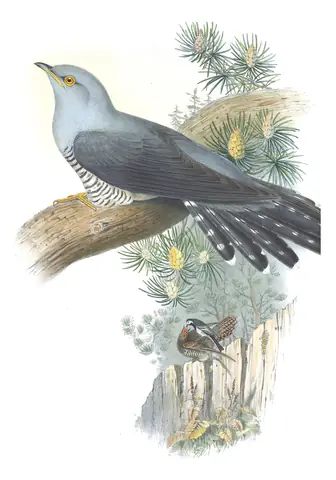 Volume III, plate 67 of Gould's The Birds of Great Britain: Common Cuckoo (Cuculus canorus) and White Wagtail (Motacilla alba)