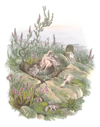 Volume III, plate 68 of Gould's The Birds of Great Britain: Common Cuckoo (Cuculus canorus) and Meadow Pipit (Anthus pratensis)