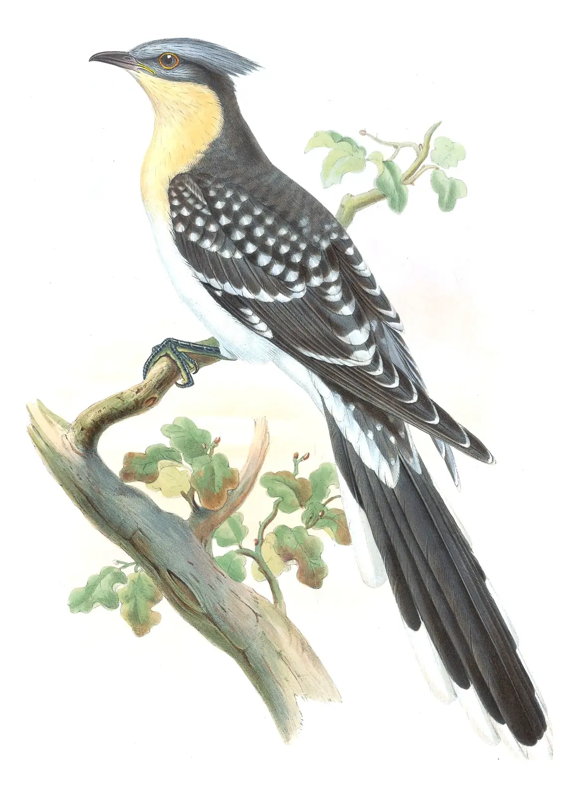 Volume III, plate 69 of Gould's The Birds of Great Britain: Great Spotted Cuckoo (Clamator glandarius)