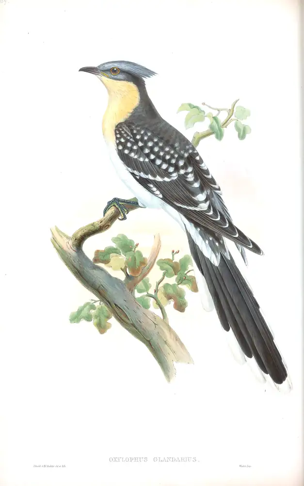 The whole sheet of volume III, plate 69, with its engraved caption