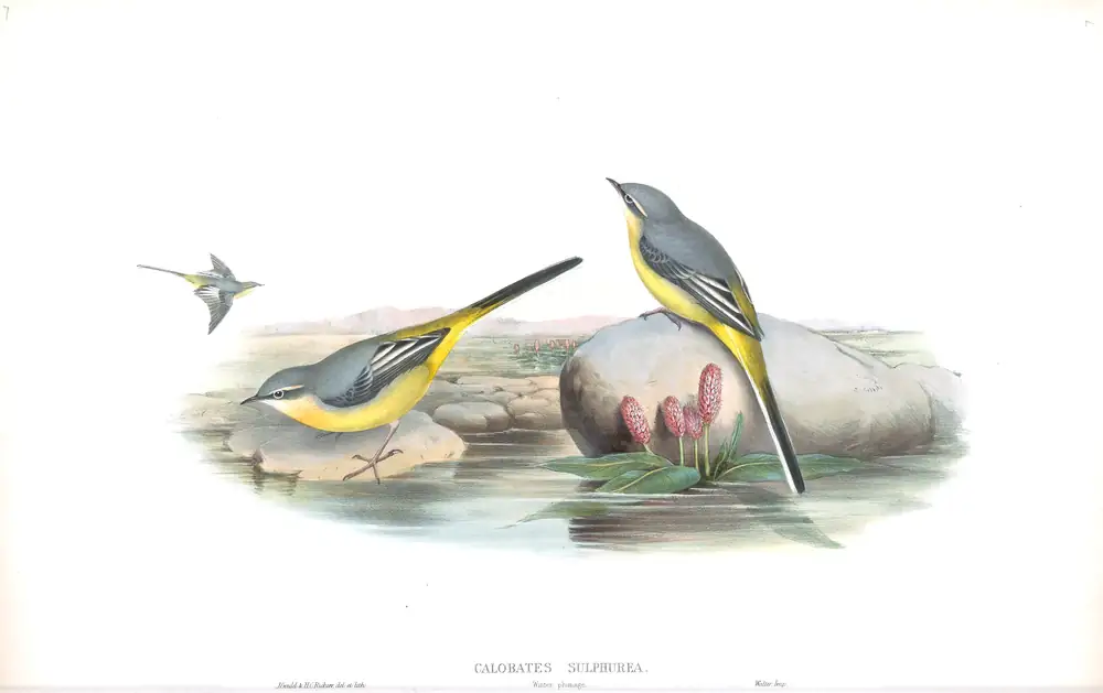 The whole sheet of volume III, plate 7, with its engraved caption