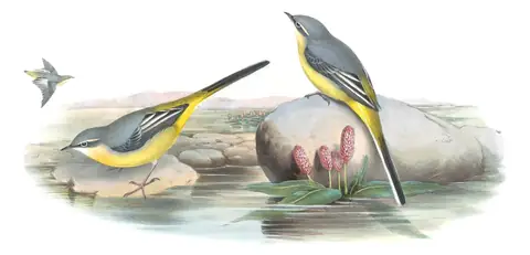 Volume III, plate 7 of Gould's The Birds of Great Britain: Gray Wagtail (Motacilla cinerea)