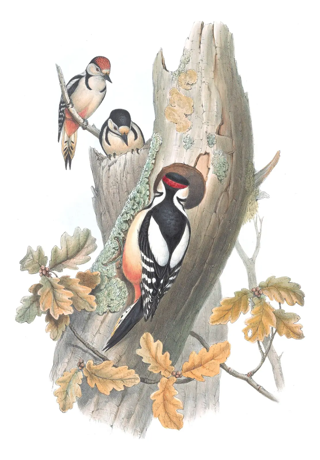 Volume III, plate 70 of Gould's The Birds of Great Britain: Great Spotted Woodpecker (Dendrocopos major)