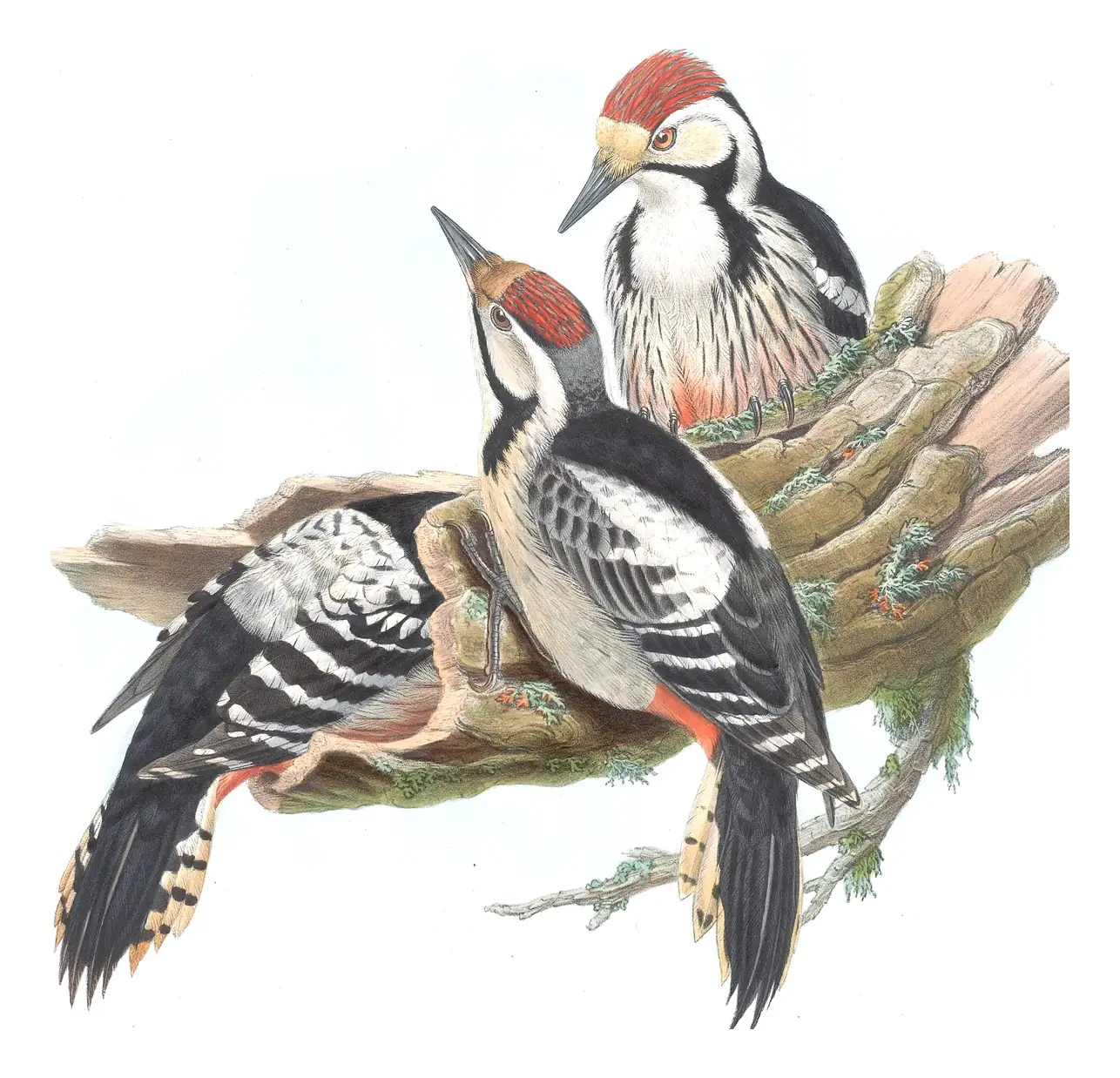 Volume III, plate 71 of Gould's The Birds of Great Britain: White-backed Woodpecker (Dendrocopos leucotos)