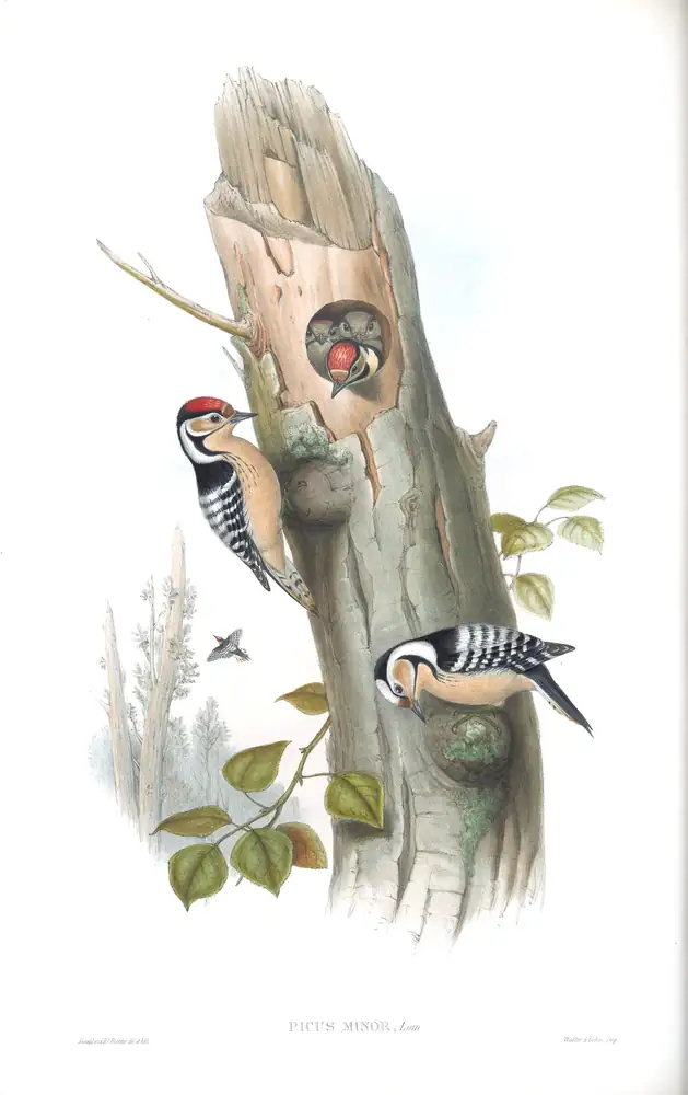The whole sheet of volume III, plate 72, with its engraved caption