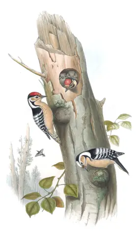 Volume III, plate 72 of Gould's The Birds of Great Britain: Lesser Spotted Woodpecker (Dryobates minor)