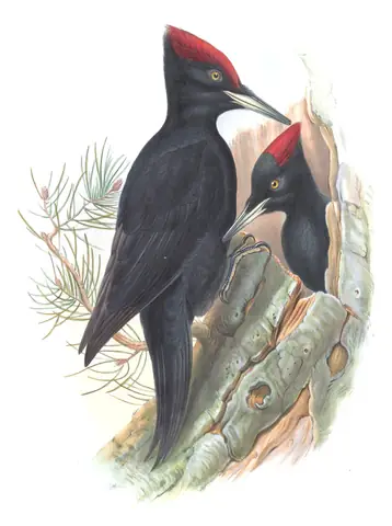Volume III, plate 73 of Gould's The Birds of Great Britain: Black Woodpecker (Dryocopus martius)