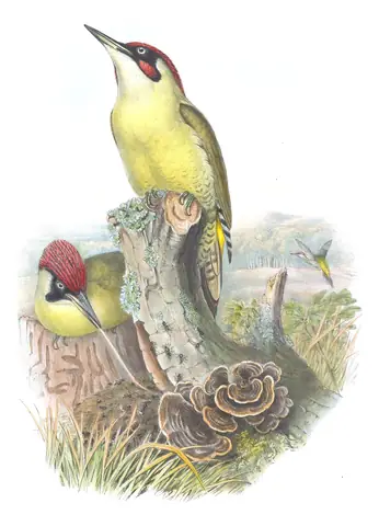 Volume III, plate 74 of Gould's The Birds of Great Britain: Eurasian Green Woodpecker (Picus viridis)