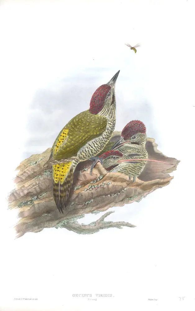 The whole sheet of volume III, plate 75, with its engraved caption
