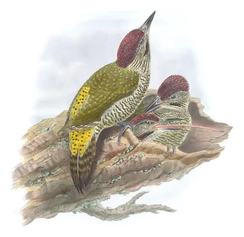 Volume III, plate 75 of Gould's The Birds of Great Britain: Eurasian Green Woodpecker (Picus viridis)