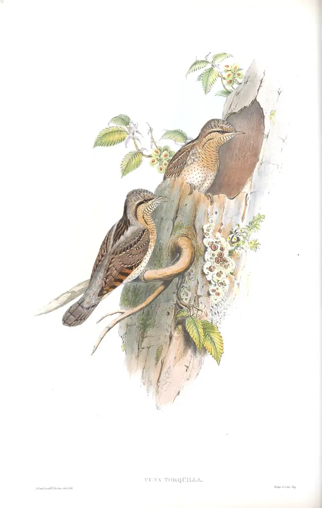 The whole sheet of volume III, plate 76, with its engraved caption