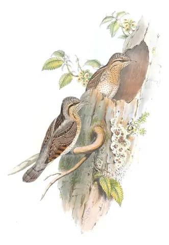 Volume III, plate 76 of Gould's The Birds of Great Britain: Eurasian Wryneck (Jynx torquilla)