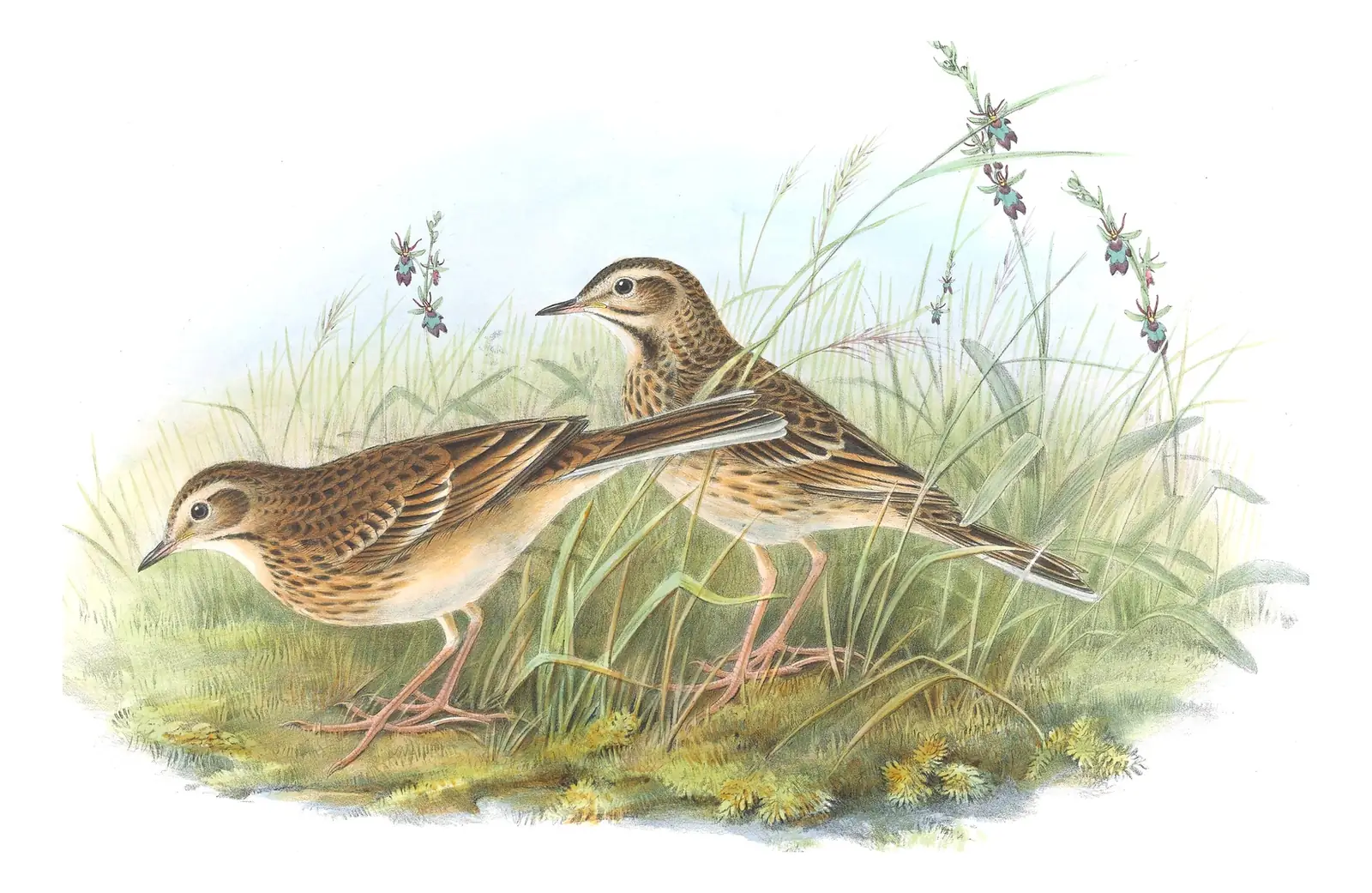 Volume III, plate 8 of Gould's The Birds of Great Britain: Richard's Pipit (Anthus richardi)