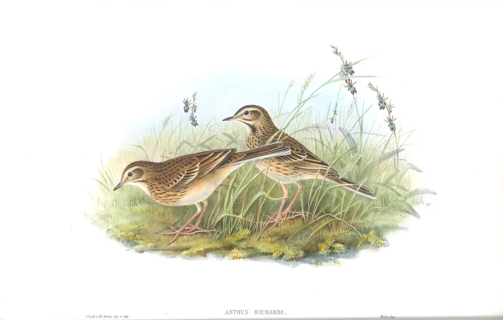 The whole sheet of volume III, plate 8, with its engraved caption
