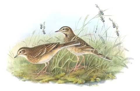 Volume III, plate 8 of Gould's The Birds of Great Britain: Richard's Pipit (Anthus richardi)
