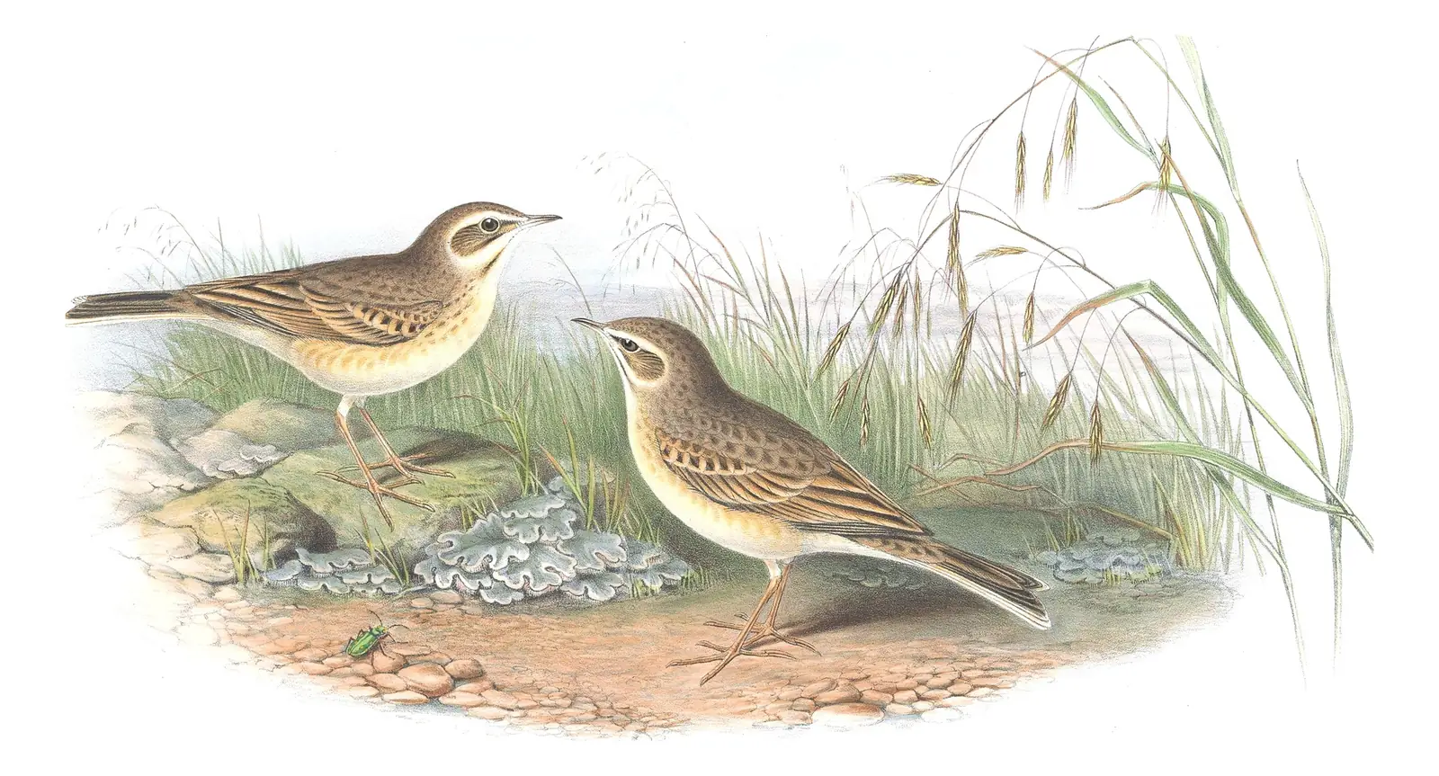 Volume III, plate 9 of Gould's The Birds of Great Britain: Tawny Pipit (Anthus campestris)