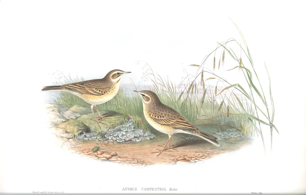 The whole sheet of volume III, plate 9, with its engraved caption