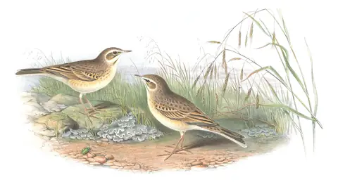 Volume III, plate 9 of Gould's The Birds of Great Britain: Tawny Pipit (Anthus campestris)