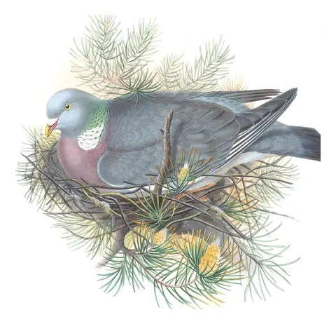 Volume IV, plate 1 of Gould's The Birds of Great Britain: Common Wood-Pigeon (Columba palumbus)