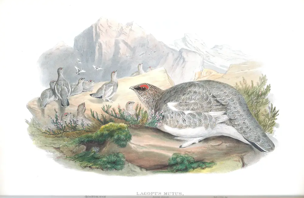 The whole sheet of volume IV, plate 10, with its engraved caption