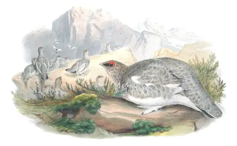 Volume IV, plate 10 of Gould's The Birds of Great Britain: Rock Ptarmigan (Lagopus muta)