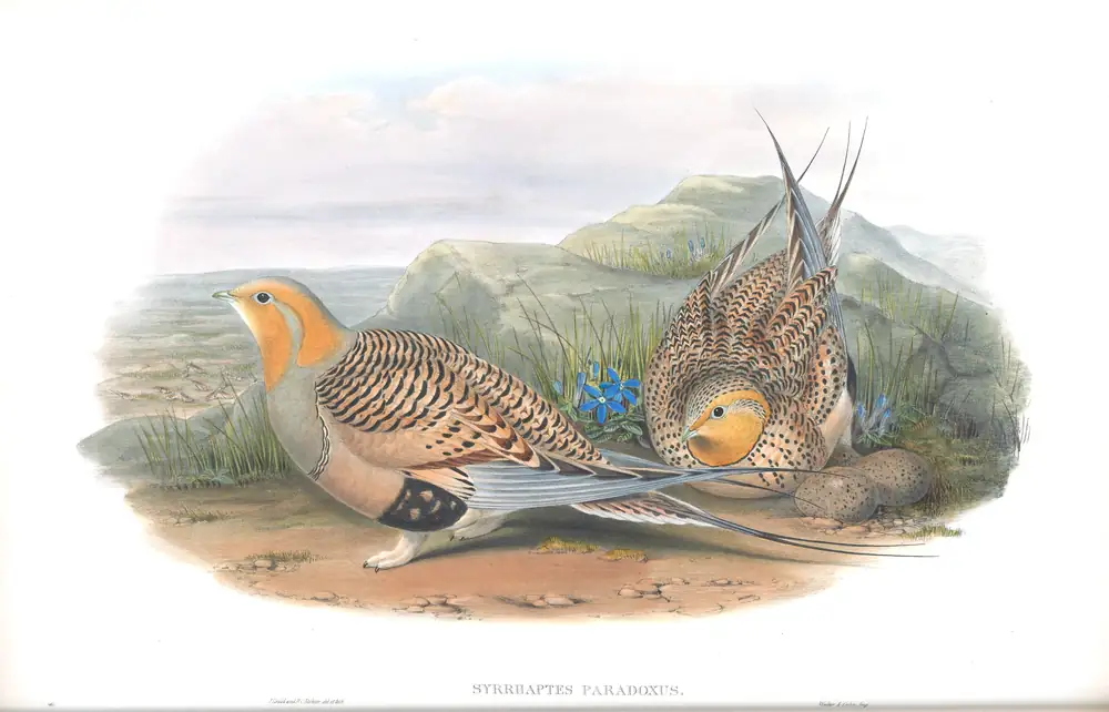 The whole sheet of volume IV, plate 11, with its engraved caption