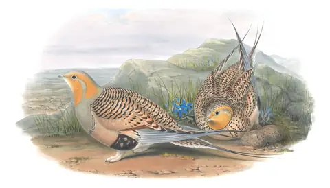 Volume IV, plate 11 of Gould's The Birds of Great Britain: Pallas's Sandgrouse (Syrrhaptes paradoxus)
