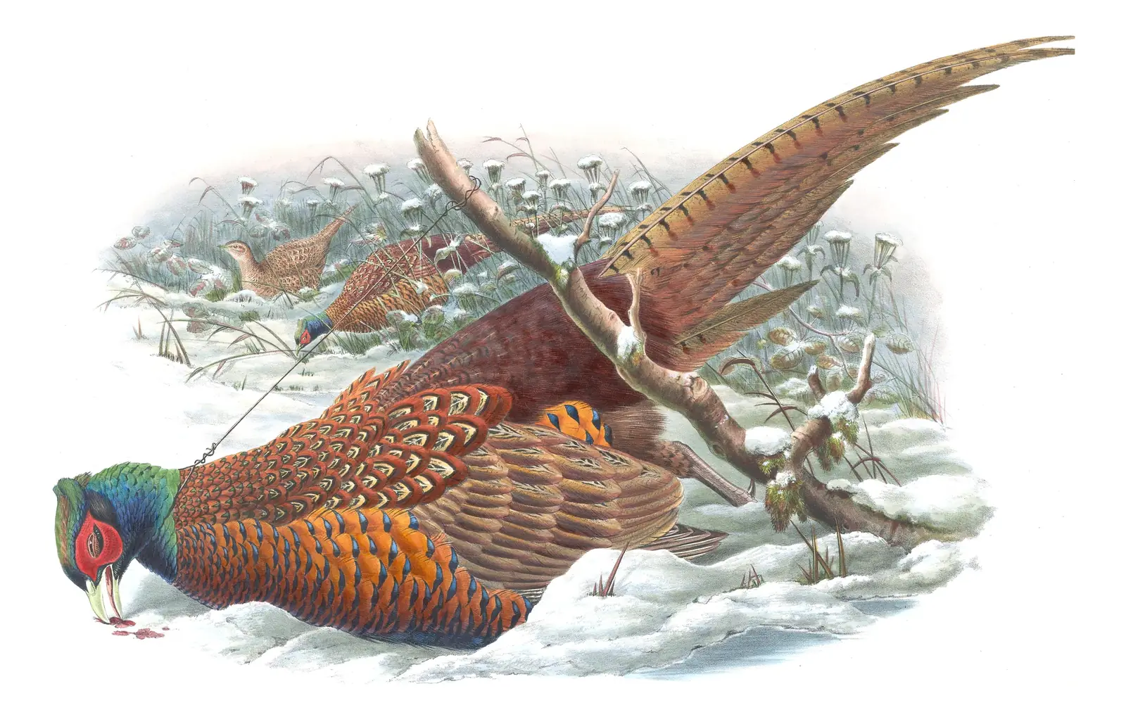 Volume IV, plate 12 of Gould's The Birds of Great Britain: Ring-necked Pheasant (Phasianus colchicus)