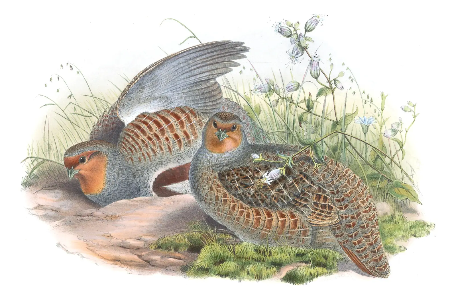 Volume IV, plate 13 of Gould's The Birds of Great Britain: Gray Partridge (Perdix perdix)