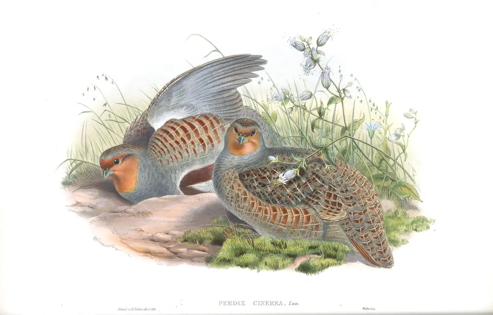 The whole sheet of volume IV, plate 13, with its engraved caption