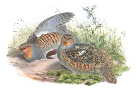 Volume IV, plate 13 of Gould's The Birds of Great Britain: Gray Partridge (Perdix perdix)