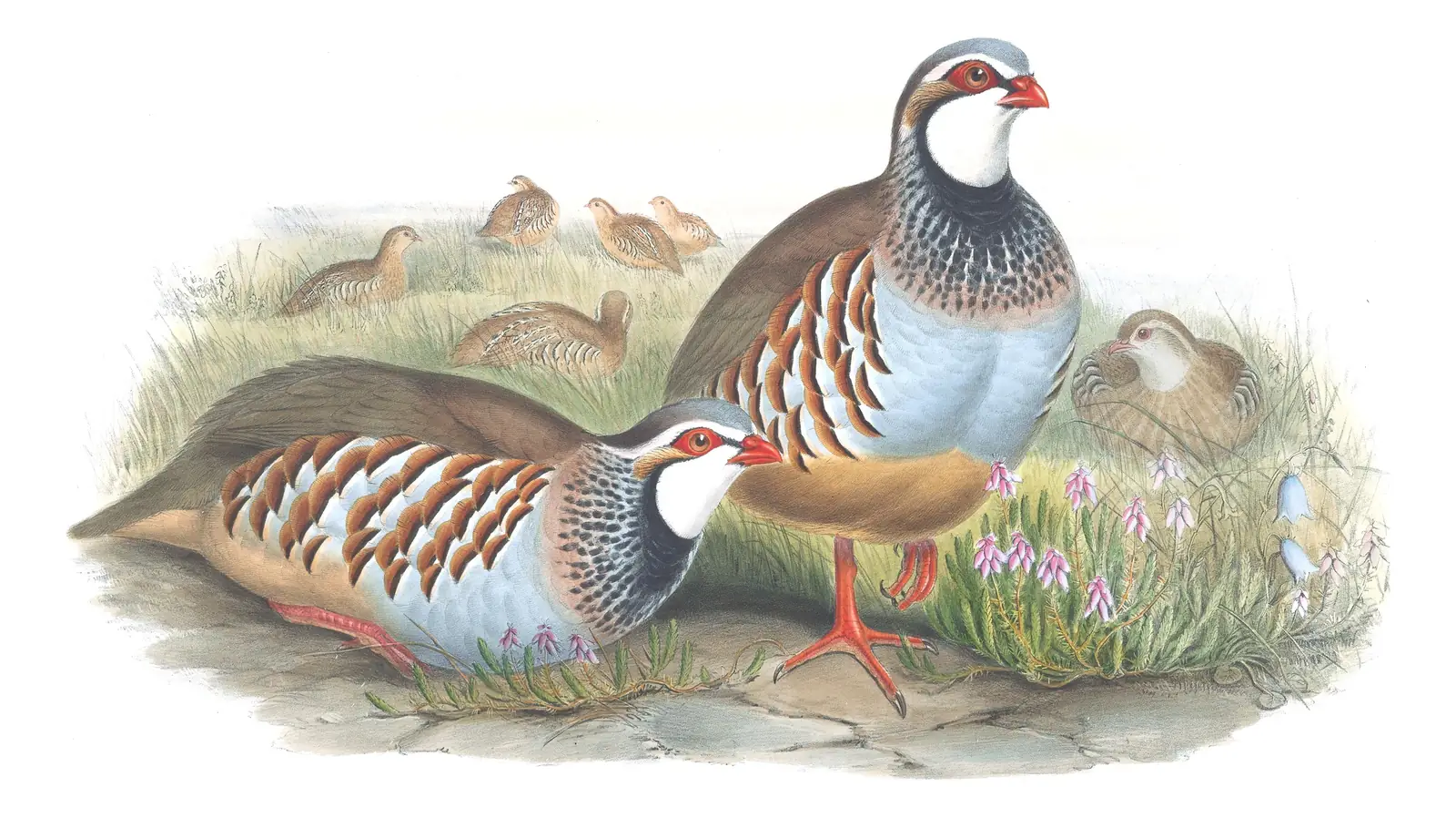 Volume IV, plate 14 of Gould's The Birds of Great Britain: Red-legged Partridge (Alectoris rufa)