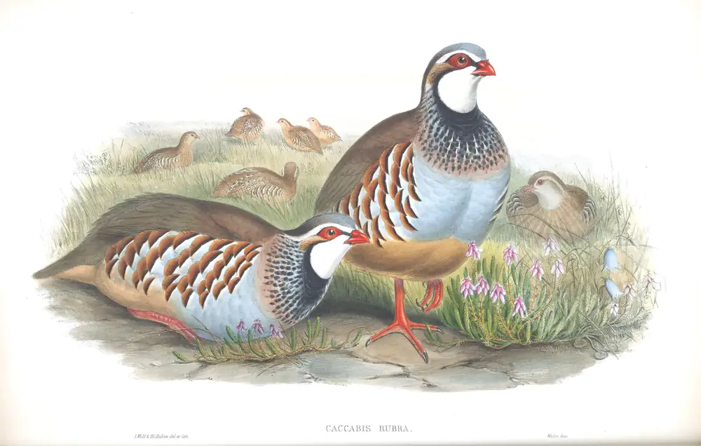 The whole sheet of volume IV, plate 14, with its engraved caption