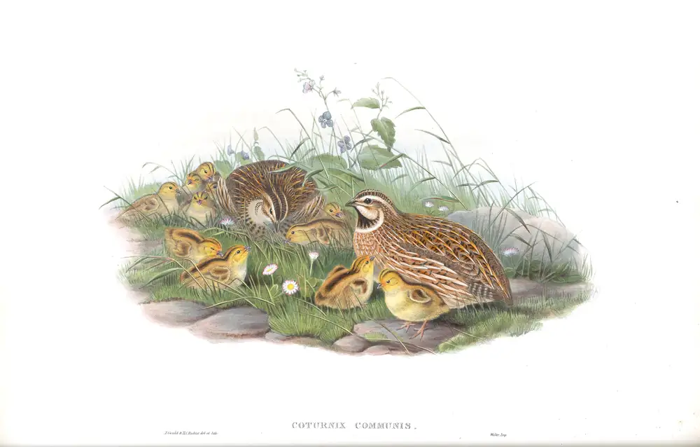 The whole sheet of volume IV, plate 15, with its engraved caption