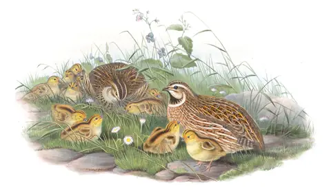 Volume IV, plate 15 of Gould's The Birds of Great Britain: Common Quail (Coturnix coturnix)
