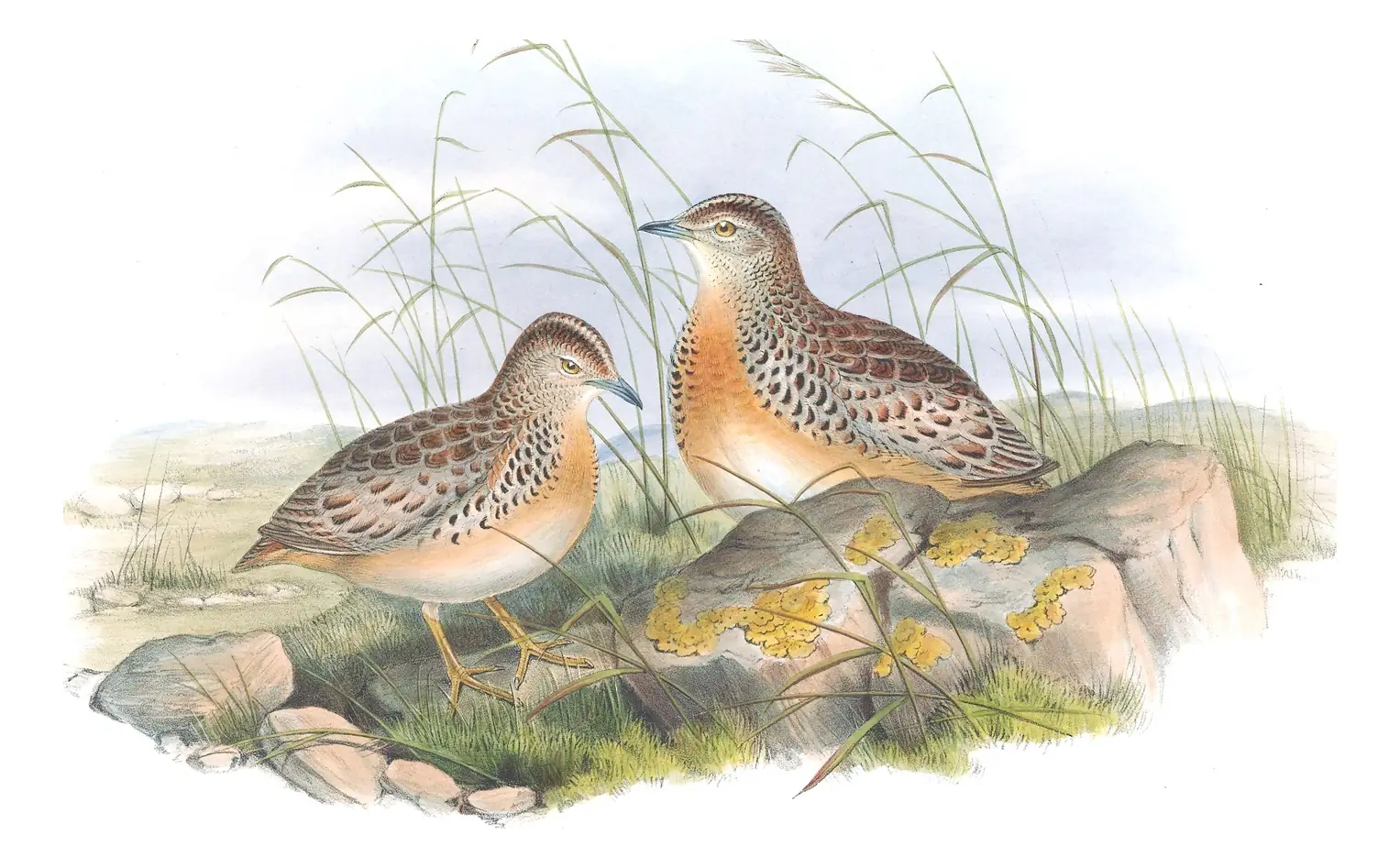 Volume IV, plate 16 of Gould's The Birds of Great Britain: Small Buttonquail (Turnix sylvaticus)