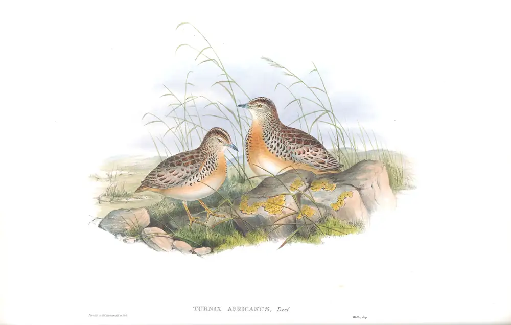 The whole sheet of volume IV, plate 16, with its engraved caption