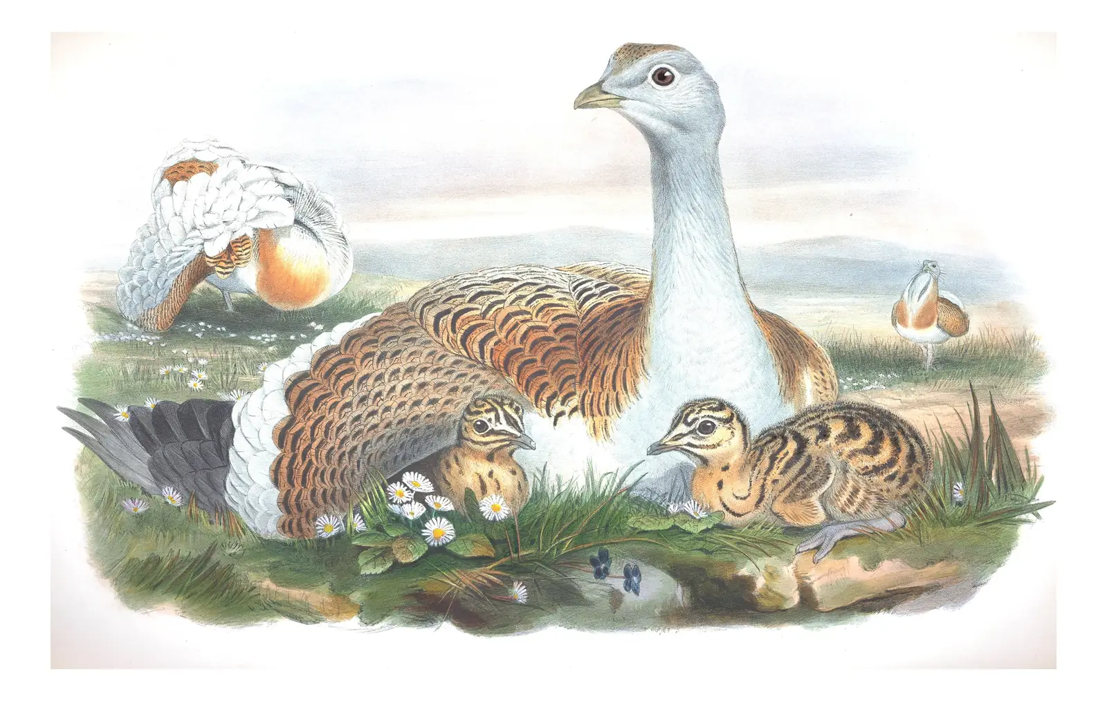 Volume IV, plate 17 of Gould's The Birds of Great Britain: Great Bustard (Otis tarda)