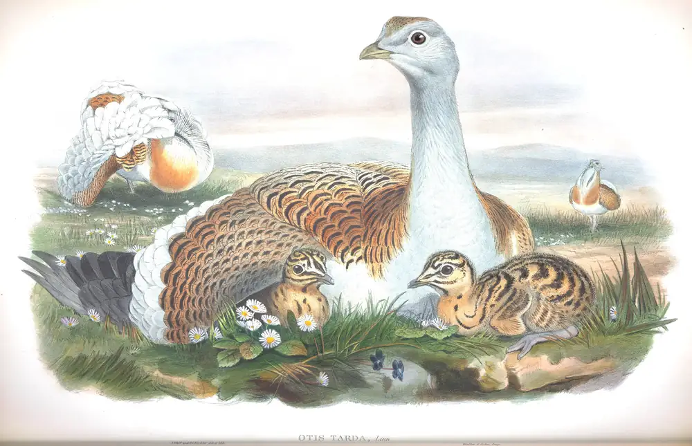The whole sheet of volume IV, plate 17, with its engraved caption