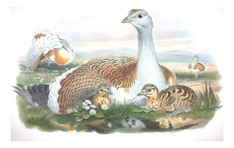 Volume IV, plate 17 of Gould's The Birds of Great Britain: Great Bustard (Otis tarda)