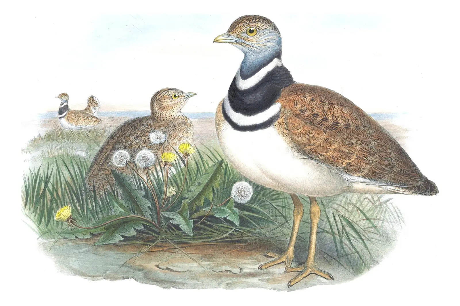 Volume IV, plate 18 of Gould's The Birds of Great Britain: Little Bustard (Tetrax tetrax)