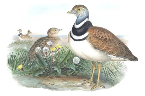 Volume IV, plate 18 of Gould's The Birds of Great Britain: Little Bustard (Tetrax tetrax)