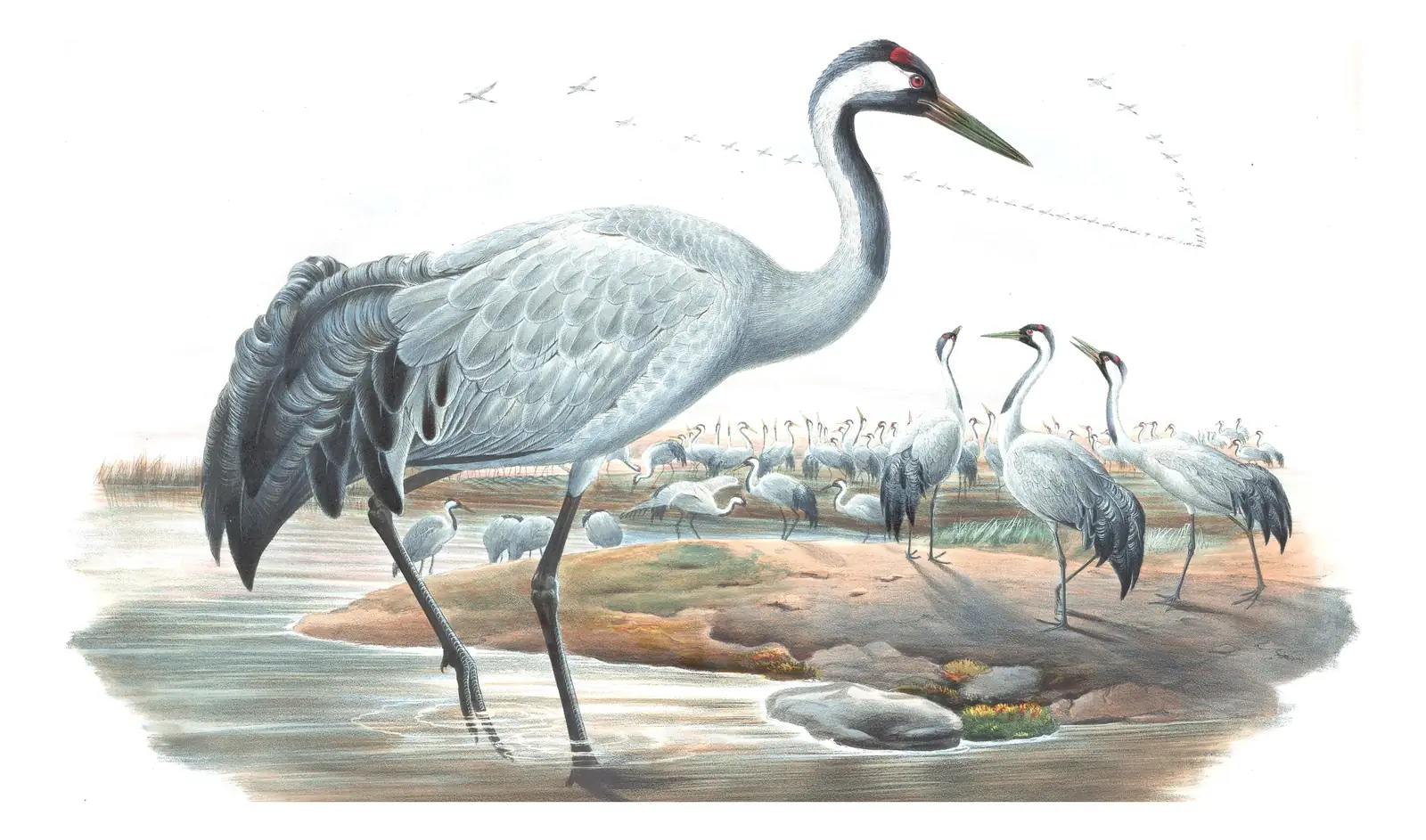 Volume IV, plate 19 of Gould's The Birds of Great Britain: Common Crane (Grus grus)