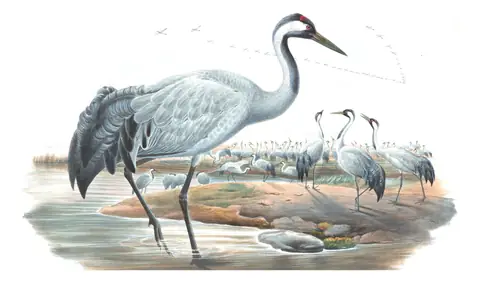 Volume IV, plate 19 of Gould's The Birds of Great Britain: Common Crane (Grus grus)