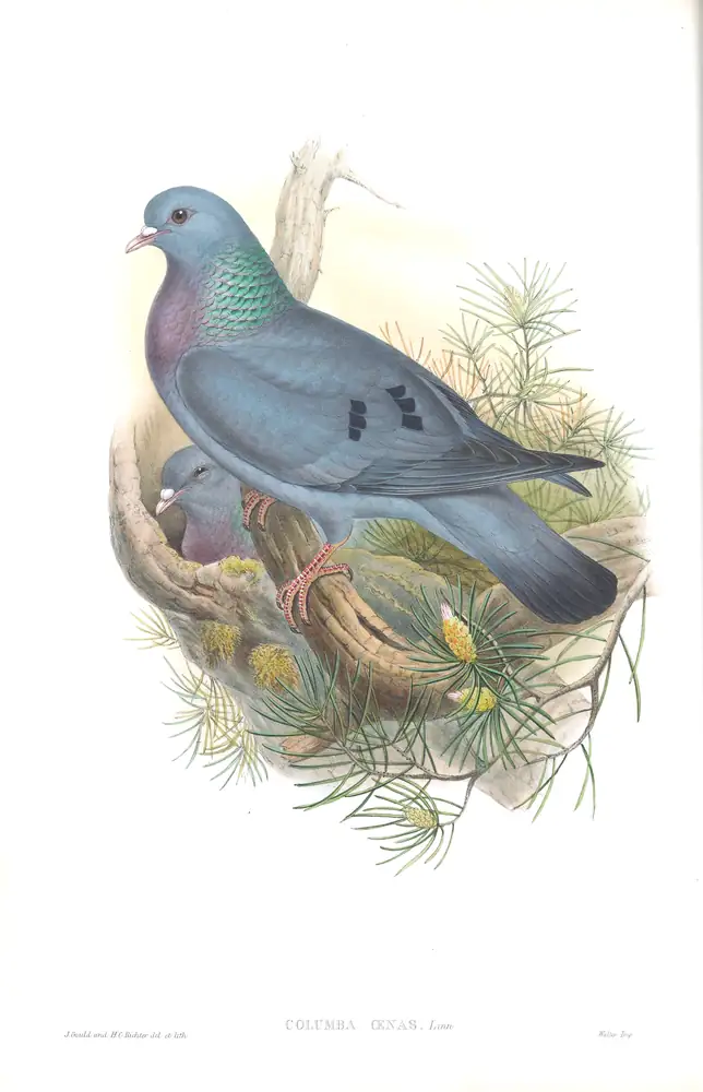 The whole sheet of volume IV, plate 2, with its engraved caption